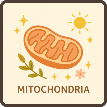 ミトコンドリアは代謝の要!
